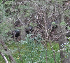 Meleagris gallopavo silvestris