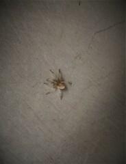 Araneae
