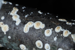 Peniophora albobadia