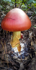 Amanita basii