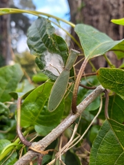 Orthodera ministralis