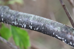 Peniophora albobadia