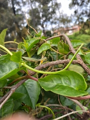 Orthodera ministralis