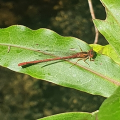 Xanthocnemis zealandica