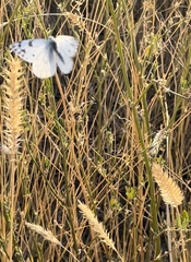 Pontia occidentalis