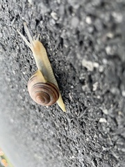 Cepaea nemoralis