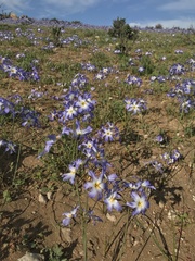 Leucocoryne coquimbensis