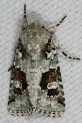 Lacinipolia laudabilis