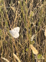 Pontia occidentalis