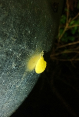 Dalceridae