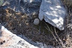 Echinocereus reichenbachii caespitosus