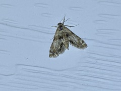 Petrophila fulicalis