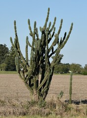 Cereus hildmannianus