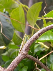 Orthodera ministralis