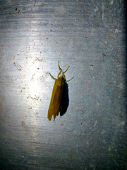 Dalceridae