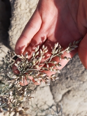 Artemisia longifolia