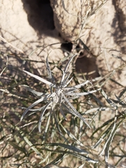 Artemisia longifolia