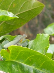 Orthodera ministralis