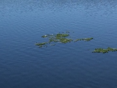 Myriophyllum aquaticum
