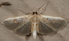Palpita freemanalis