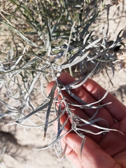 Artemisia longifolia