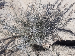 Artemisia longifolia