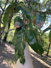 Castanea mollissima