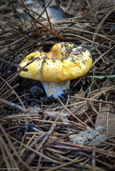 Russula flavida