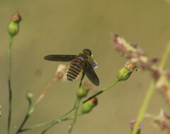Poecilanthrax lucifer