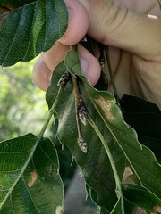 Castanea mollissima