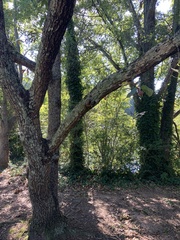 Castanea mollissima