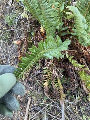 Polystichum lemmonii