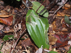 Parallelomma vittatum