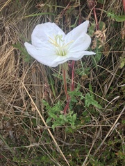 Oenothera acaulis