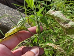 Neolasioptera perfoliata