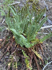 Polystichum lemmonii