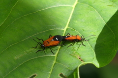 Oncopeltus nigriceps