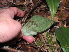 Parallelomma vittatum