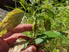 Neolasioptera perfoliata