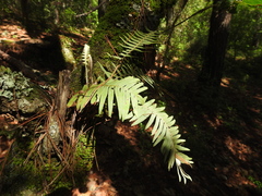 Polypodioideae