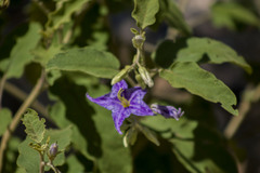 Solanum houstonii