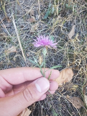 Centaurea