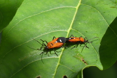 Oncopeltus nigriceps