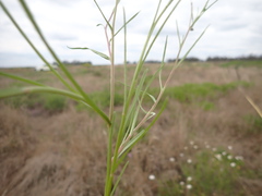 Brachyscome ciliaris