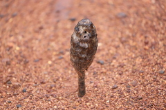 Podaxis pistillaris