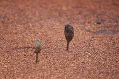 Podaxis pistillaris
