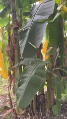 Musa × paradisiaca