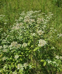 Pycnanthemum muticum