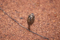 Podaxis pistillaris