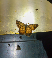 Epimecis